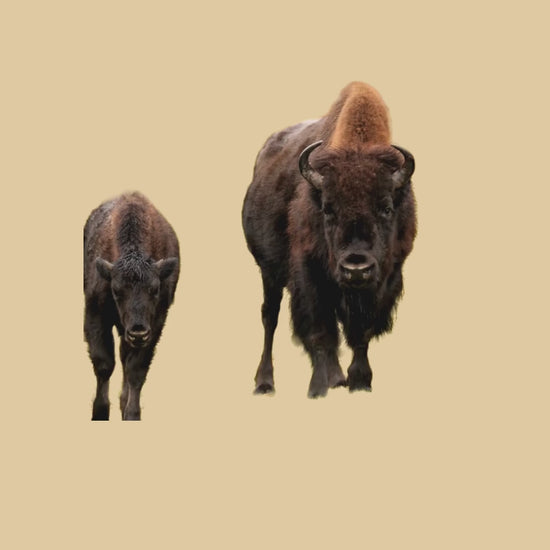 bison video rainbow front view