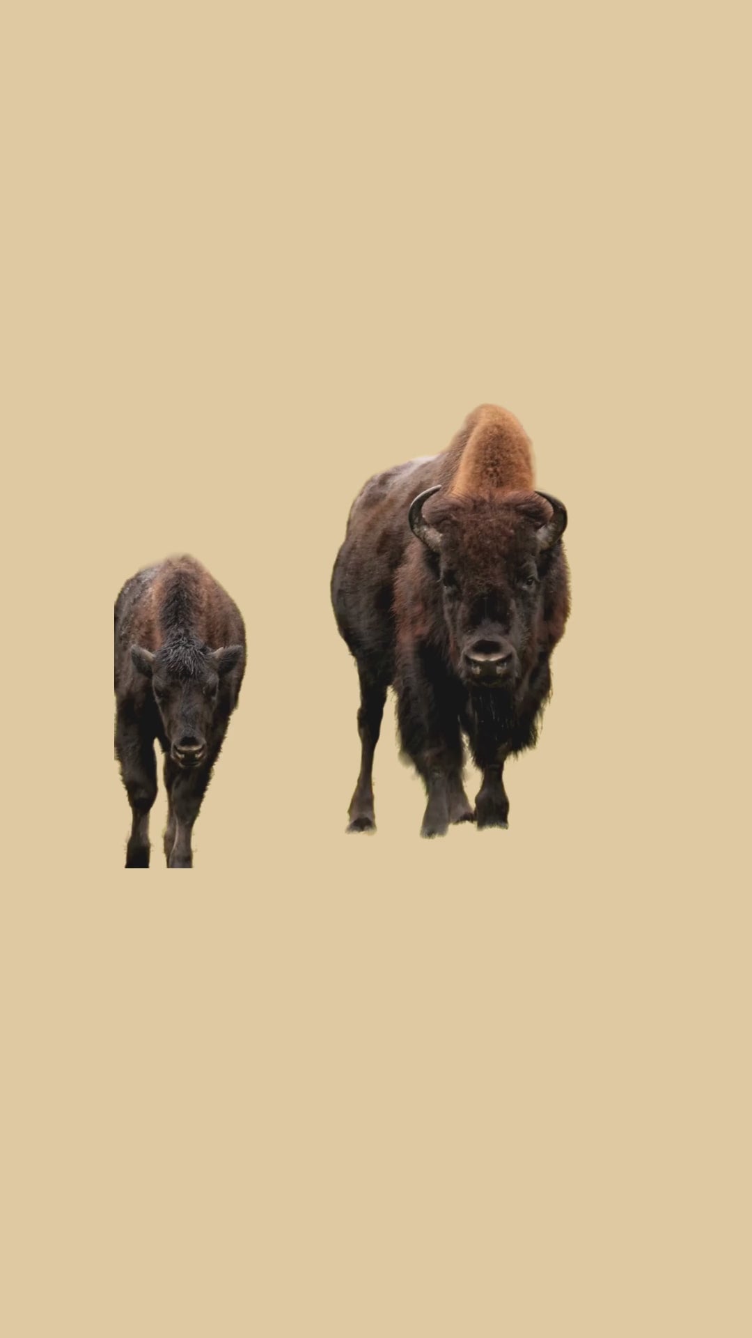 bison video rainbow front view